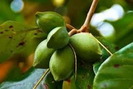 5pcs Fresh Almond Tree Seeds, Premium Heirloom Variety for Planting, Fast-Growin