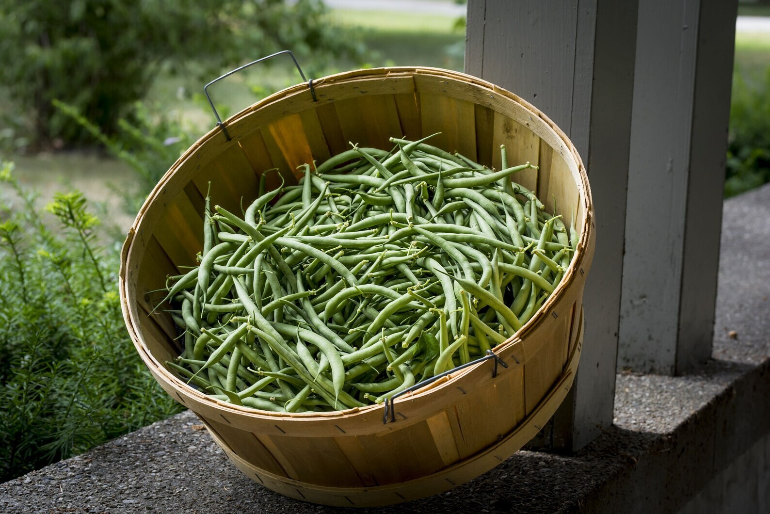 25 Heirloom Jade II Vegetable Bean Seeds!