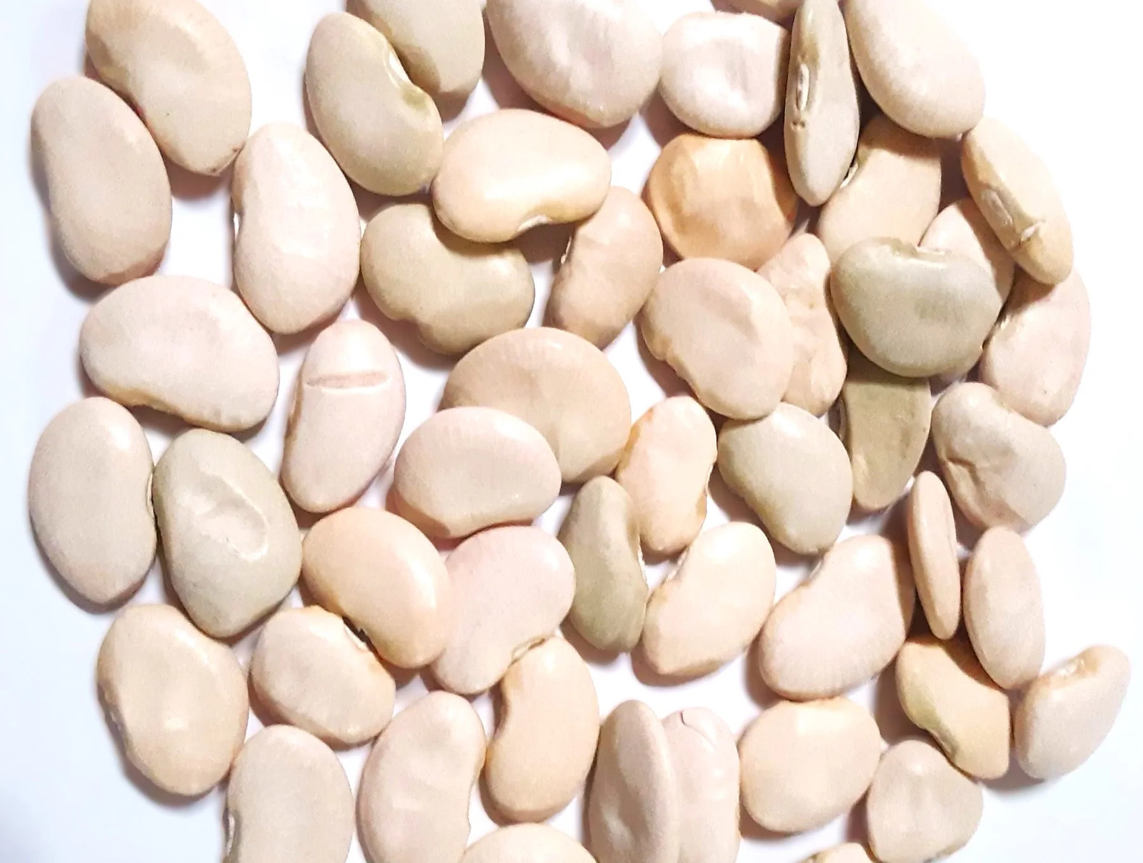 King of The Garden Pole Lima Bean Seeds | Giant Heirloom Limas Beans Seed 2025
