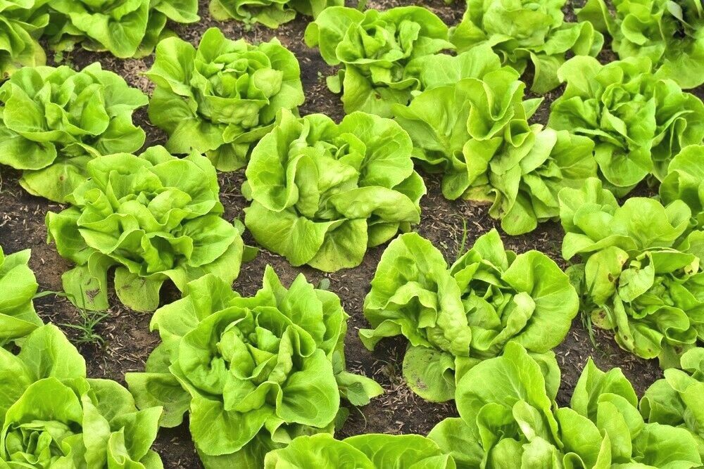 601+BIB BUTTERCRUNCH Lettuce Seeds Organic Vegetable Garden Container Fast Easy