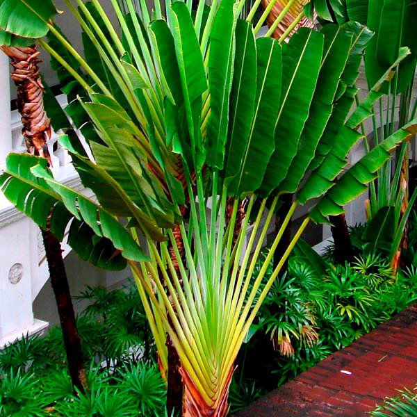 TRAVELERS PALM TREE SEEDS (Ravenala madagascariensis) Bird of Paradise Plant