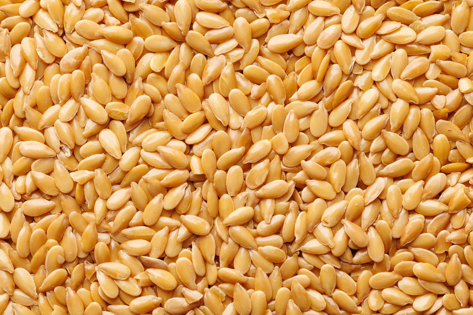 500 Organic GOLDEN FLAX Yellow Linseed Common Linum Flavum Flower Seeds