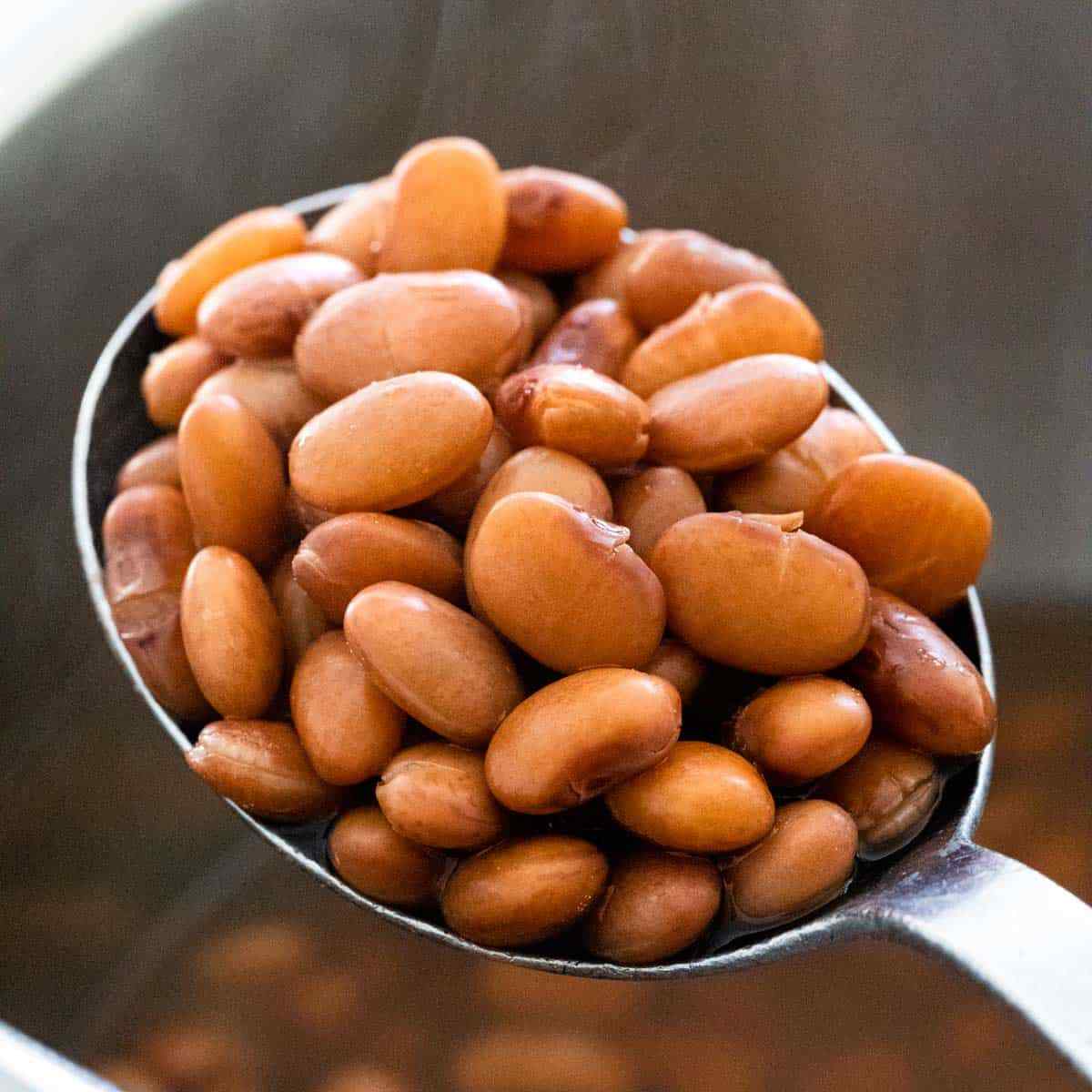 Pinto Bean Seeds | For Planting Bush Shell Beans Spanish Pea Vegetable Seed 2024