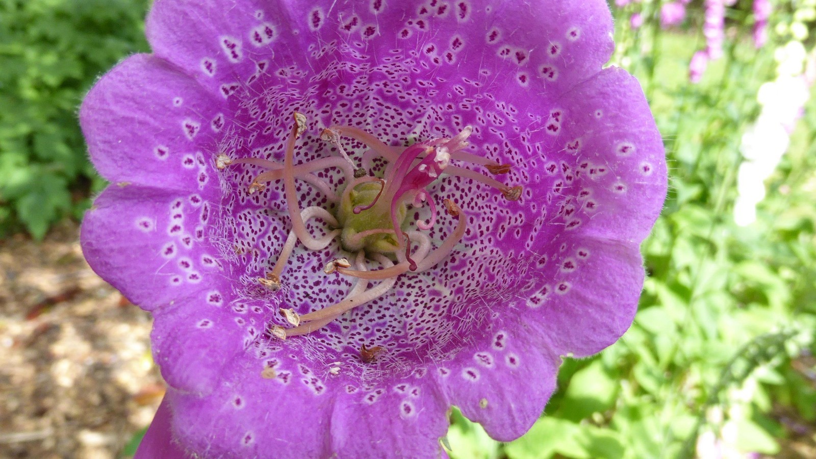 2501+FOXGLOVE MIX Seeds Wildflower Shade Garden Patio Container Cut Flowers Easy