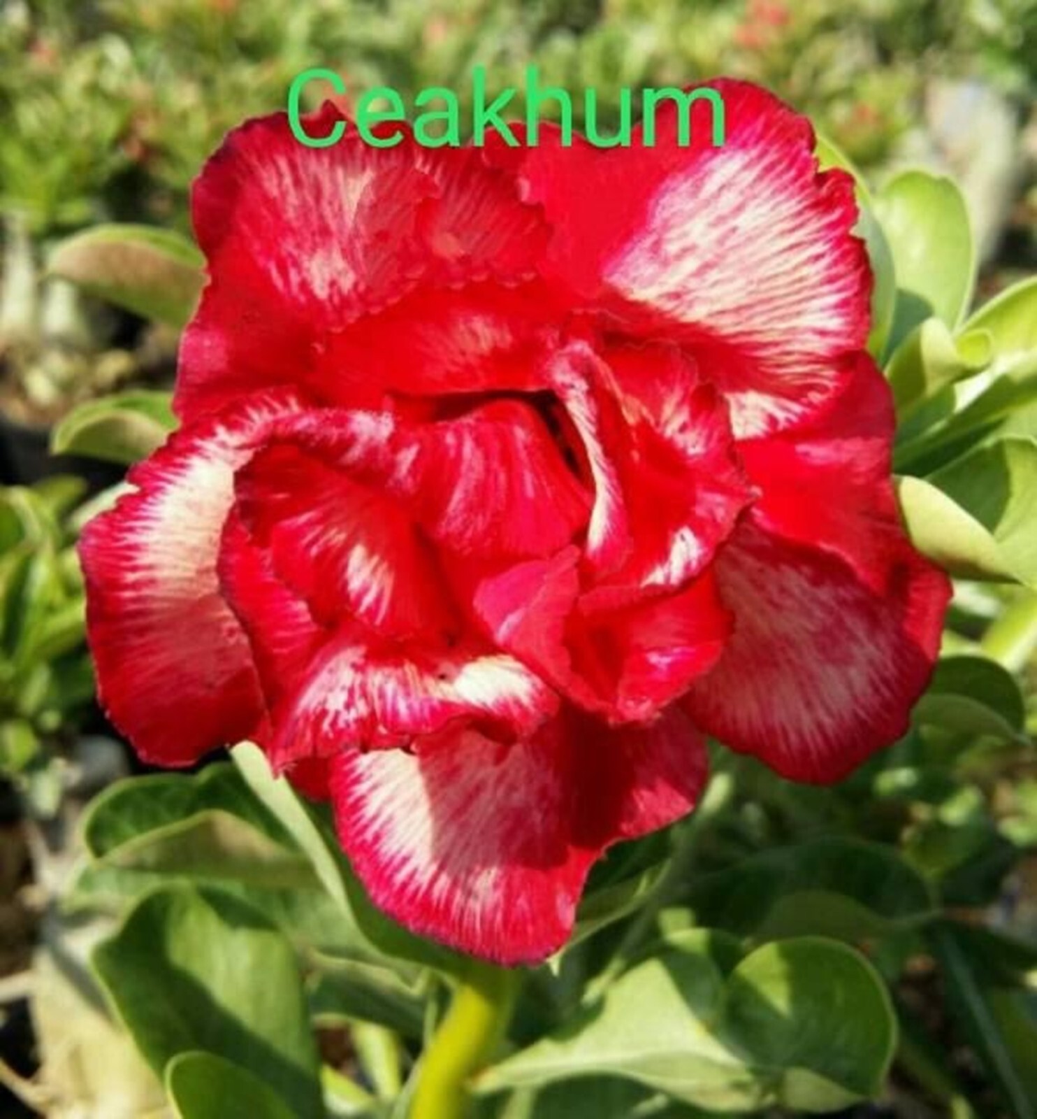 10 Ceakhum Desert Rose Seeds Adenium Obesum Flower Perennial Seed US SELLER