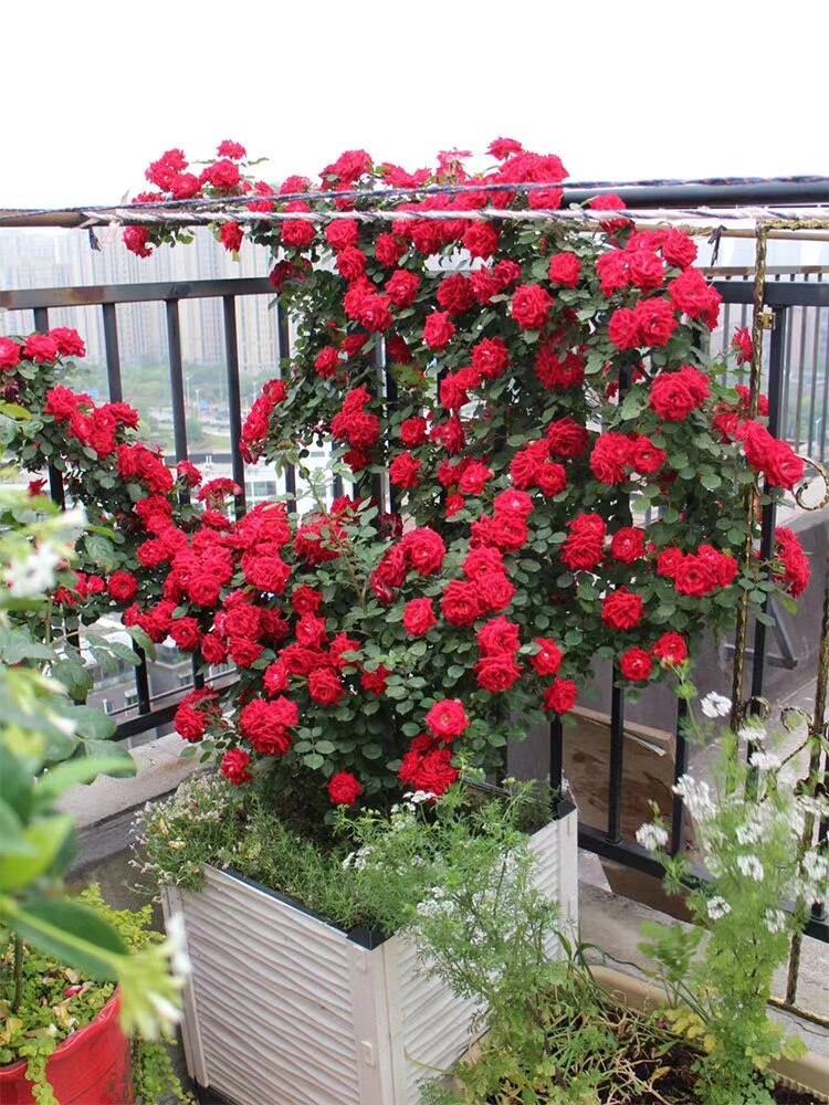 20 SEEDS for Cherry Red RARE CLIMBER climbing Rose bud flower exotic USA Seller
