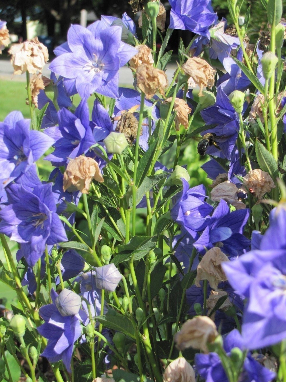 PLATYCODEN BALLOON FLOWER 50 FRESH SEEDS TALL DOUBLE BLUE FLOWERS