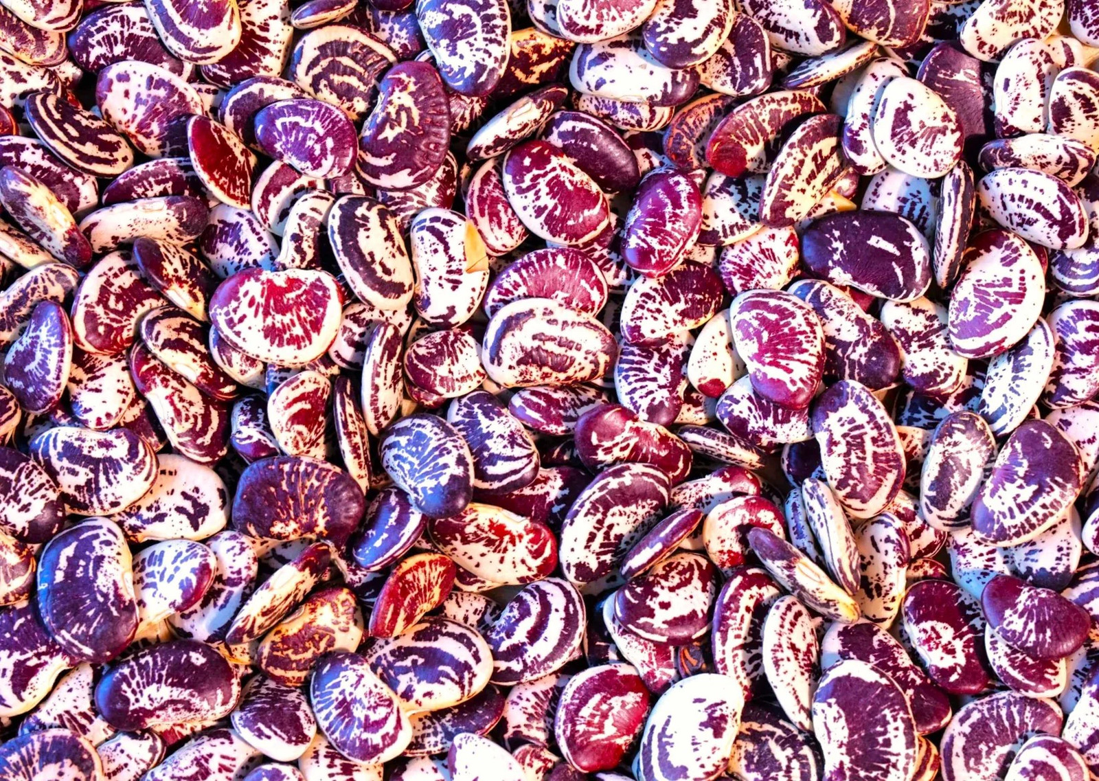Christmas Pole Lima Bean Seeds | Heirloom Red Speckled Big Limas Beans Seed 2025