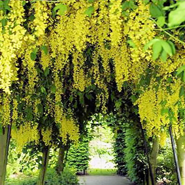Lovely Golden Chain Tree, Laburnum anagyroides, Seeds (Showy, Hedge, Pergola)