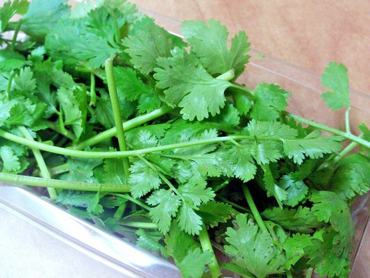 60+CILANTRO Seeds Coriander Salsa Tex Mex Kitchen Summer Garden Container Herb