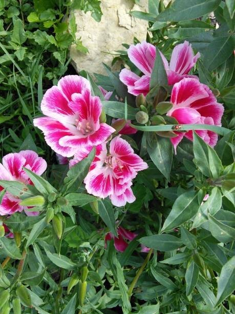 300 FAREWELL TO SPRING SEEDS | SALE FREE SHIPPING NON GMO HEIRLOOM