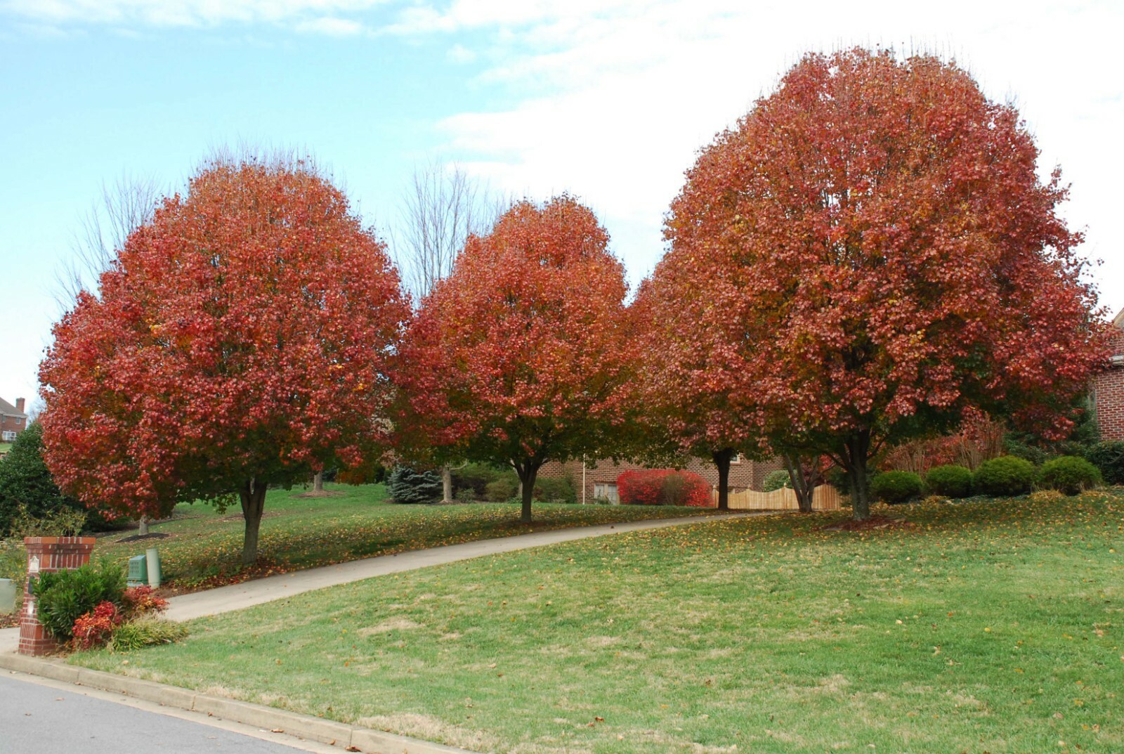 Bradford Pear, (Callery Pear), Pyrus calleryana, Tree Seeds