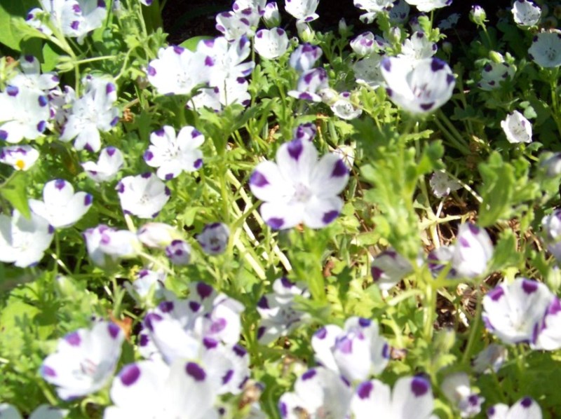five spot, UNUSUAL EYE-CATCHING purple flower 125 seeds GroCo BUY 15=SHIPS FREE