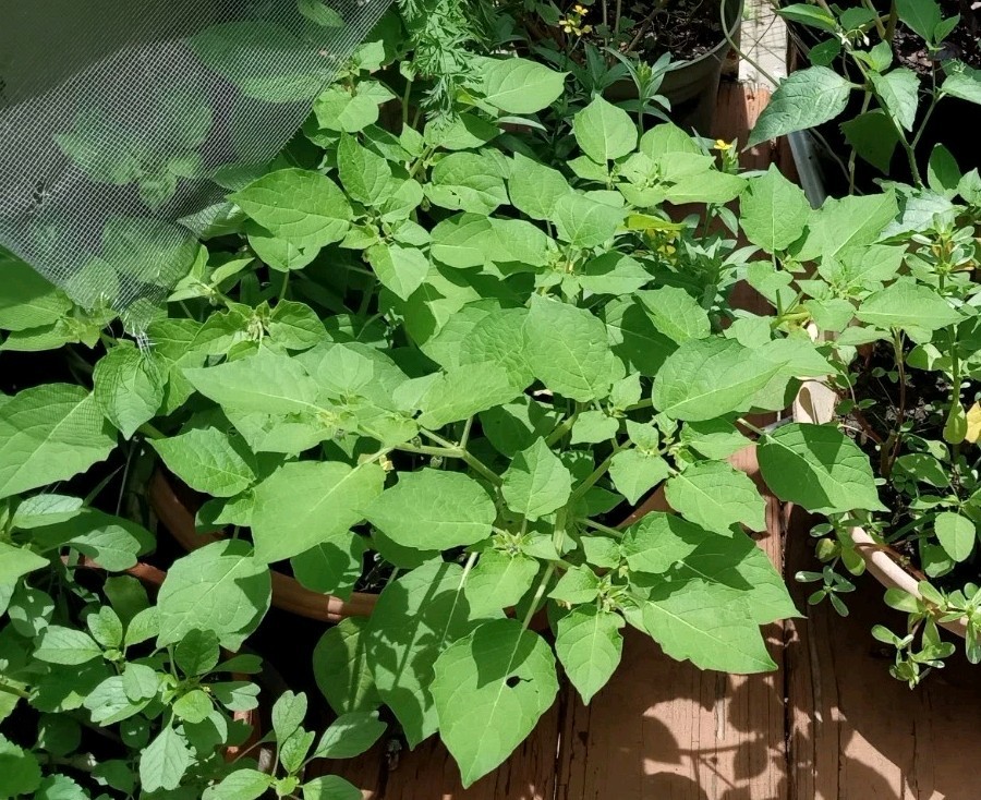 25 Rare Ground Cherry (Physalis pruinosa) Seeds.US Grown Seeds .Dwarf Plants.