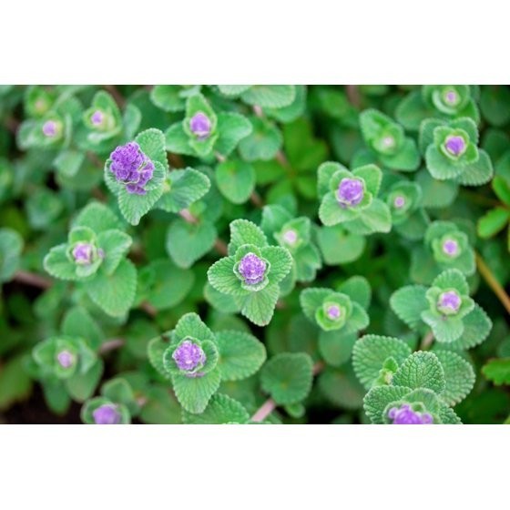 50 PERSIAN CATMINT Mussins Nepeta Racemosa Flower Seeds