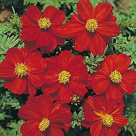 Cosmos Sunny Red 500 seeds