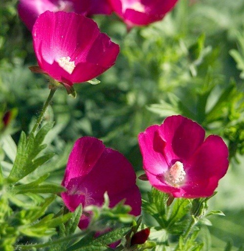100 – 1,000 Heirloom Wine Cup Poppy Mallow Seeds Callirhoe involucrata Perennial