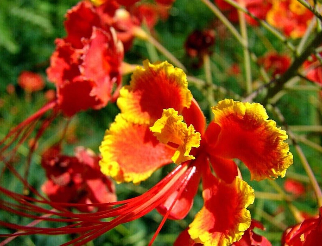 25 Pride of Barbados Seeds, Caesalpinia Pulcherrima, Red Bird of Paradise
