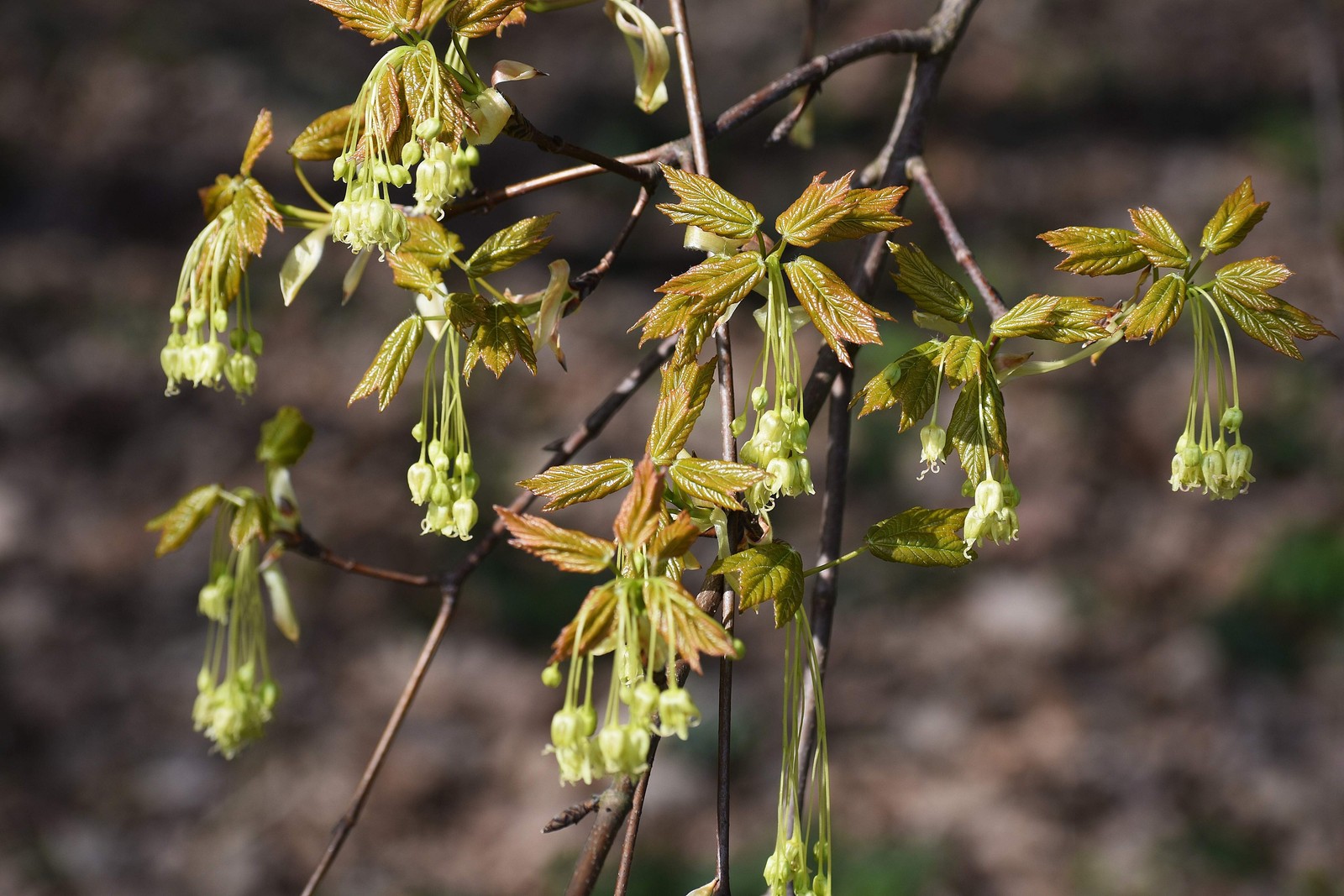 25 SUGAR MAPLE SYRUP TREE Native Rock Fall Color Acer Saccharum Seeds *Comb S/H