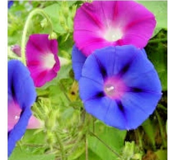 70+MORNING GLORY Mix Flower Seeds Wildflower Climbing Flowering Vine Container
