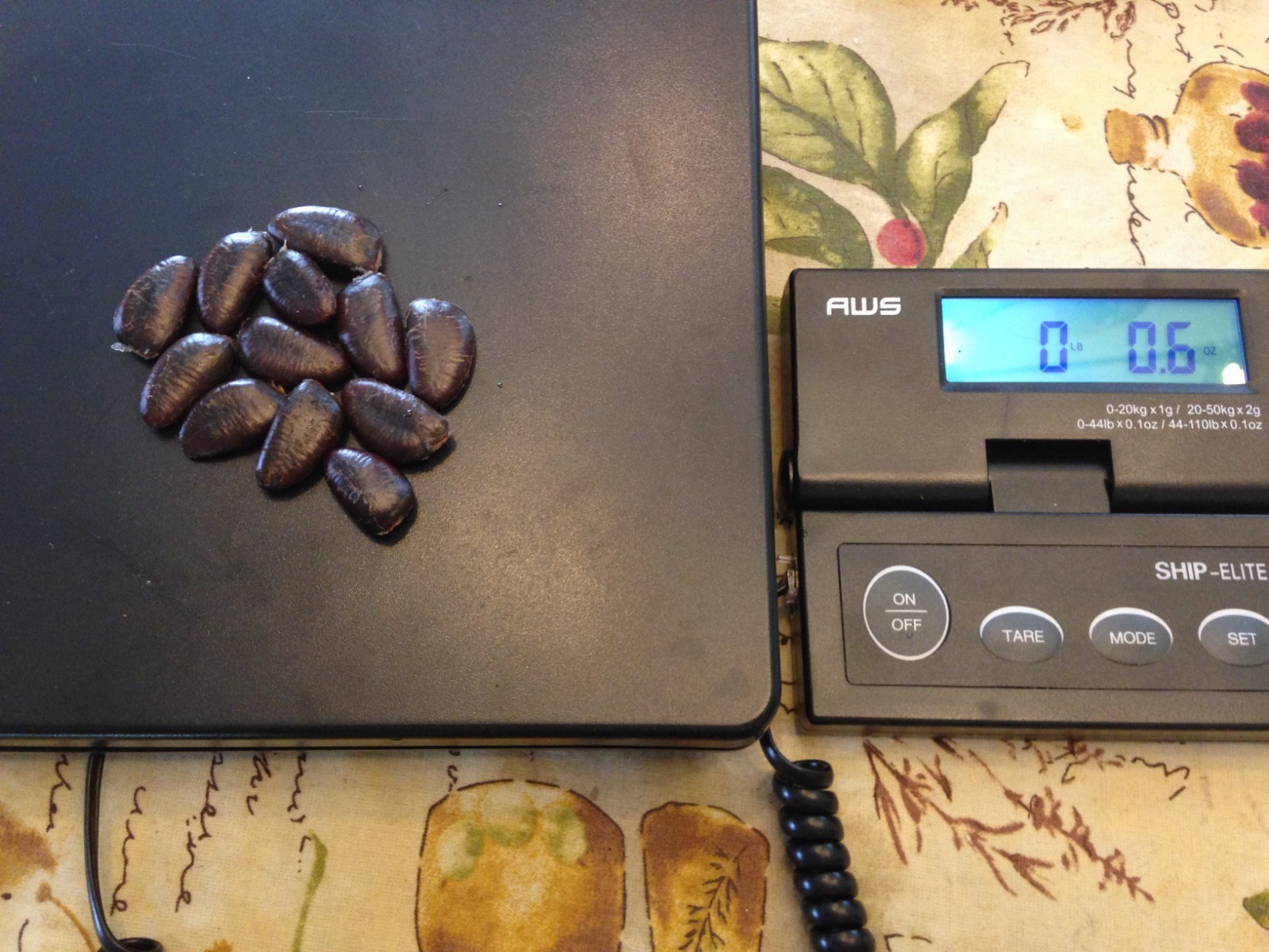 Cold stratified Pawpaw Seed(s)/seedling(s) Tree Asimina Triloba – ready to plant