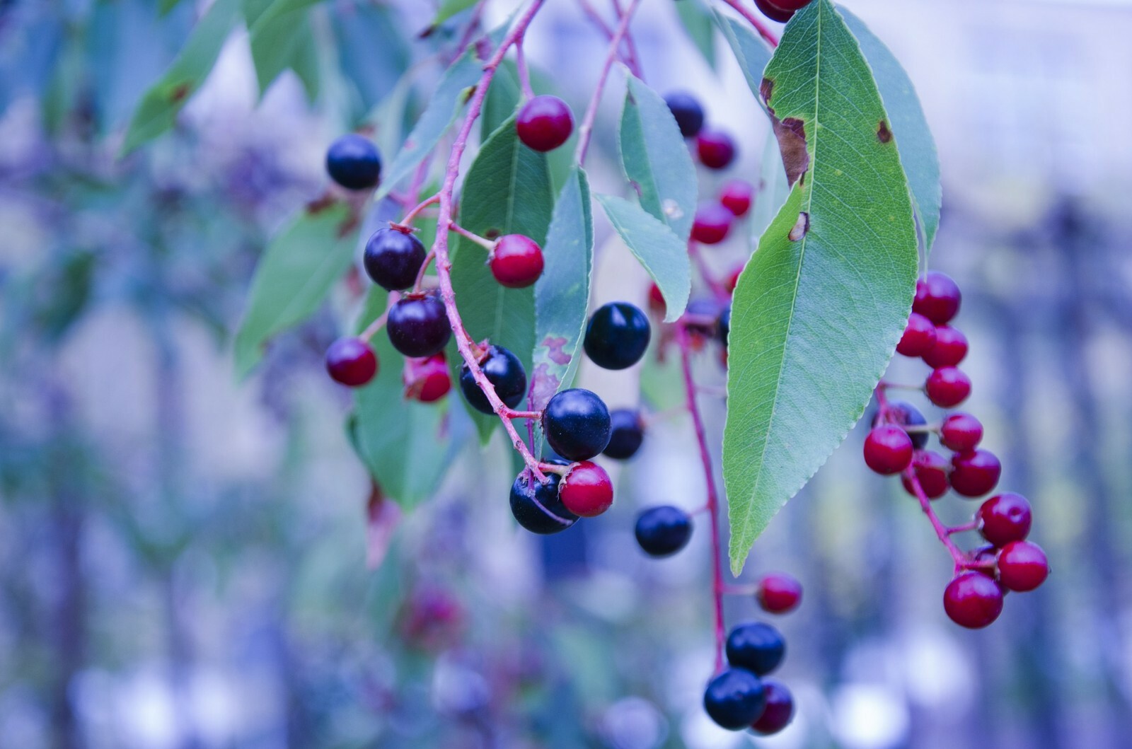 Black Gold Huckleberry {Vaccinium membranaceum}30+ seeds Free Shipping!