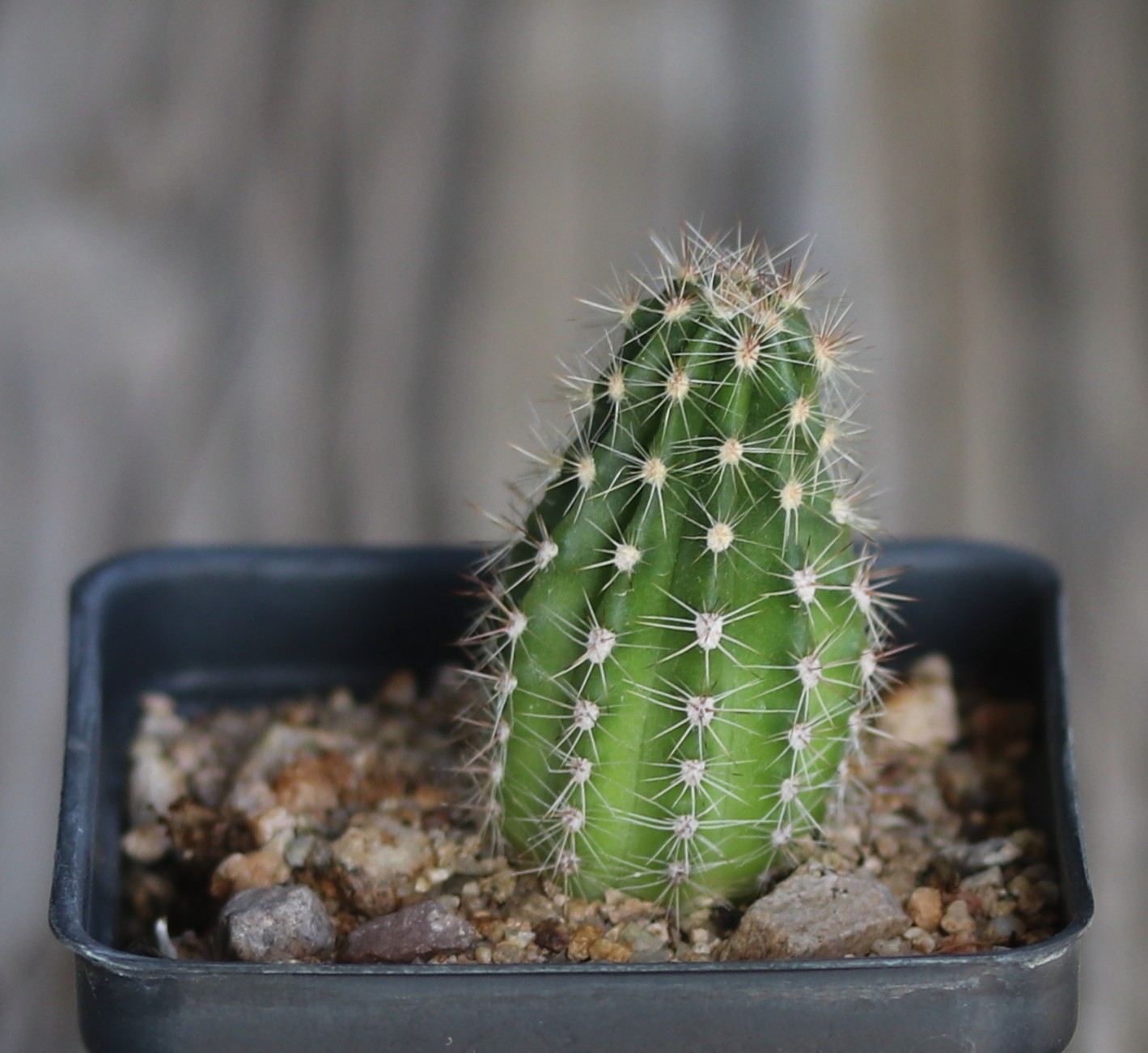 Echinopsis hybrid ‘W-24’