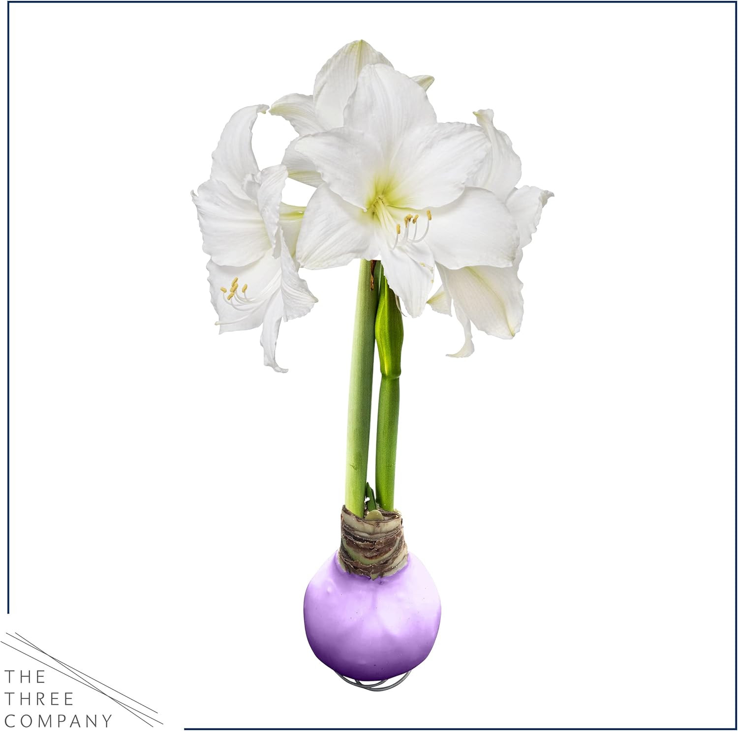 Waxed Amaryllis Bulb – Purple Wax, White Blooms – Easy Care – No Watering Needed