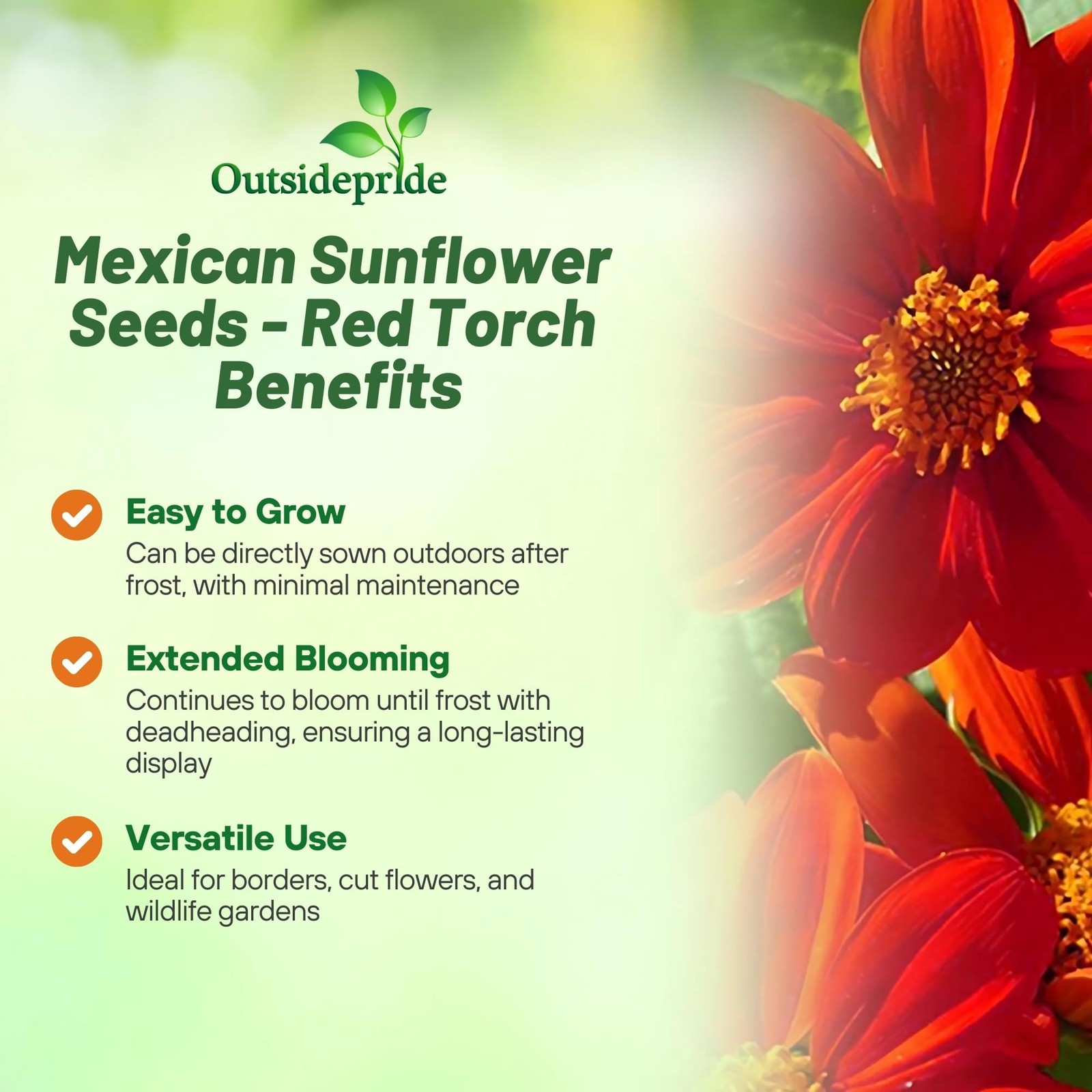 Red Torch Mexican Sunflower Seeds – Fast-Growing, Drought-Tolerant Annuals