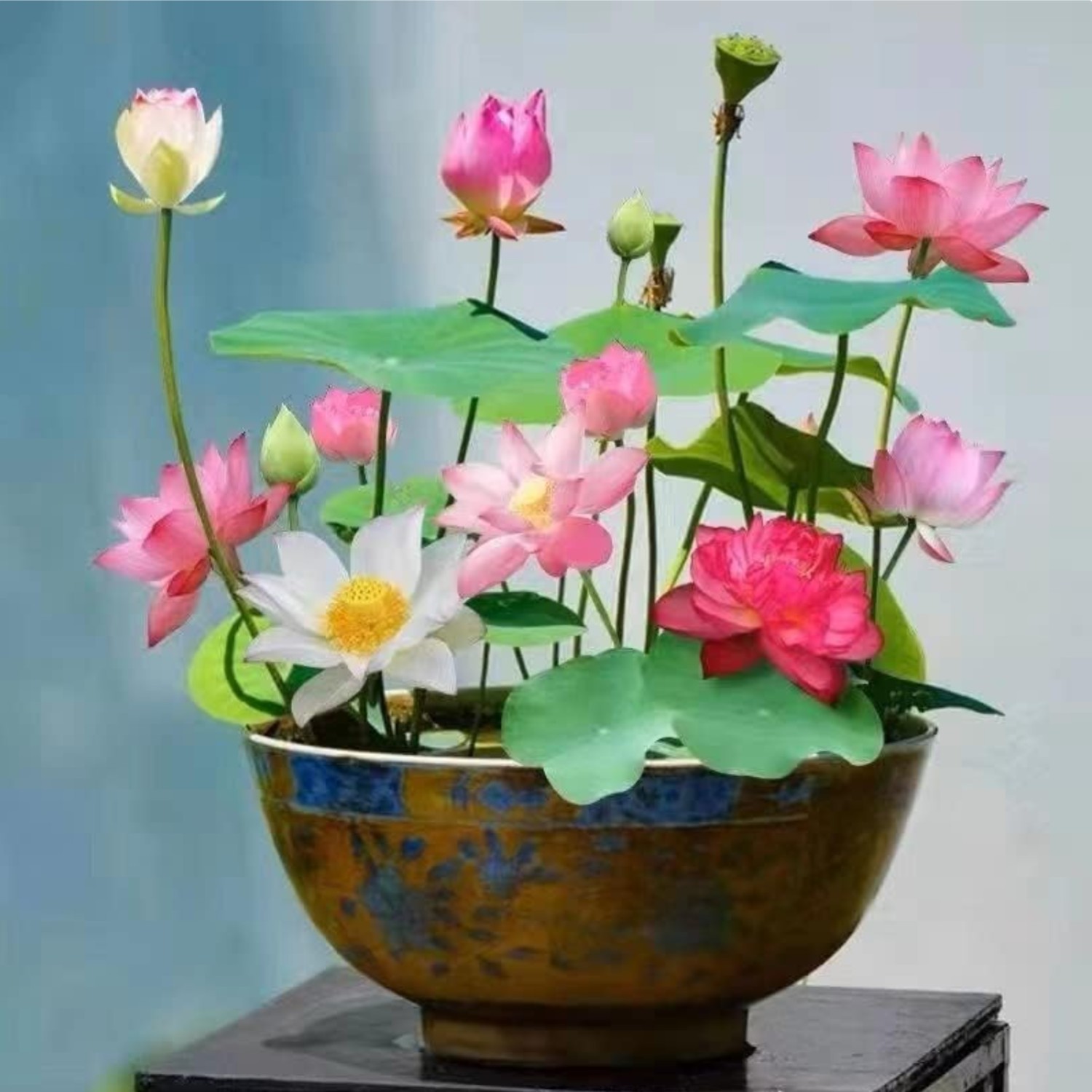 10pcs Lotus Seeds Mixed Pink Red Green Color Water Lily Indoor Outdoor Garden
