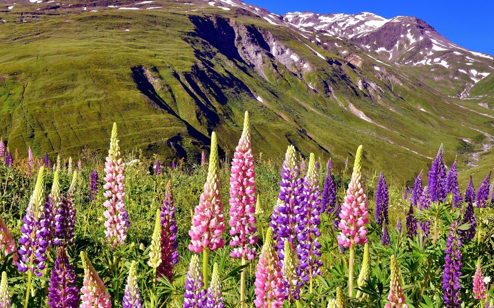 Russell Mix Lupine Seeds | Rainbow Lupin Bluebonnet Perennial Flower Seed 2024