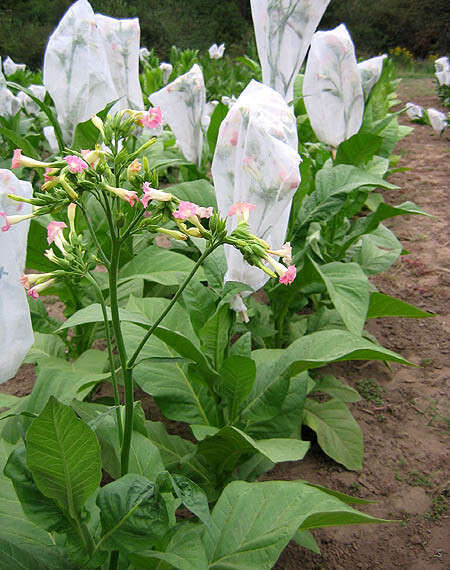 1000 White Gold Tobacco Seeds ~ Heirloom Non-GMO Nicotiana Tabacum – Fast Grow!