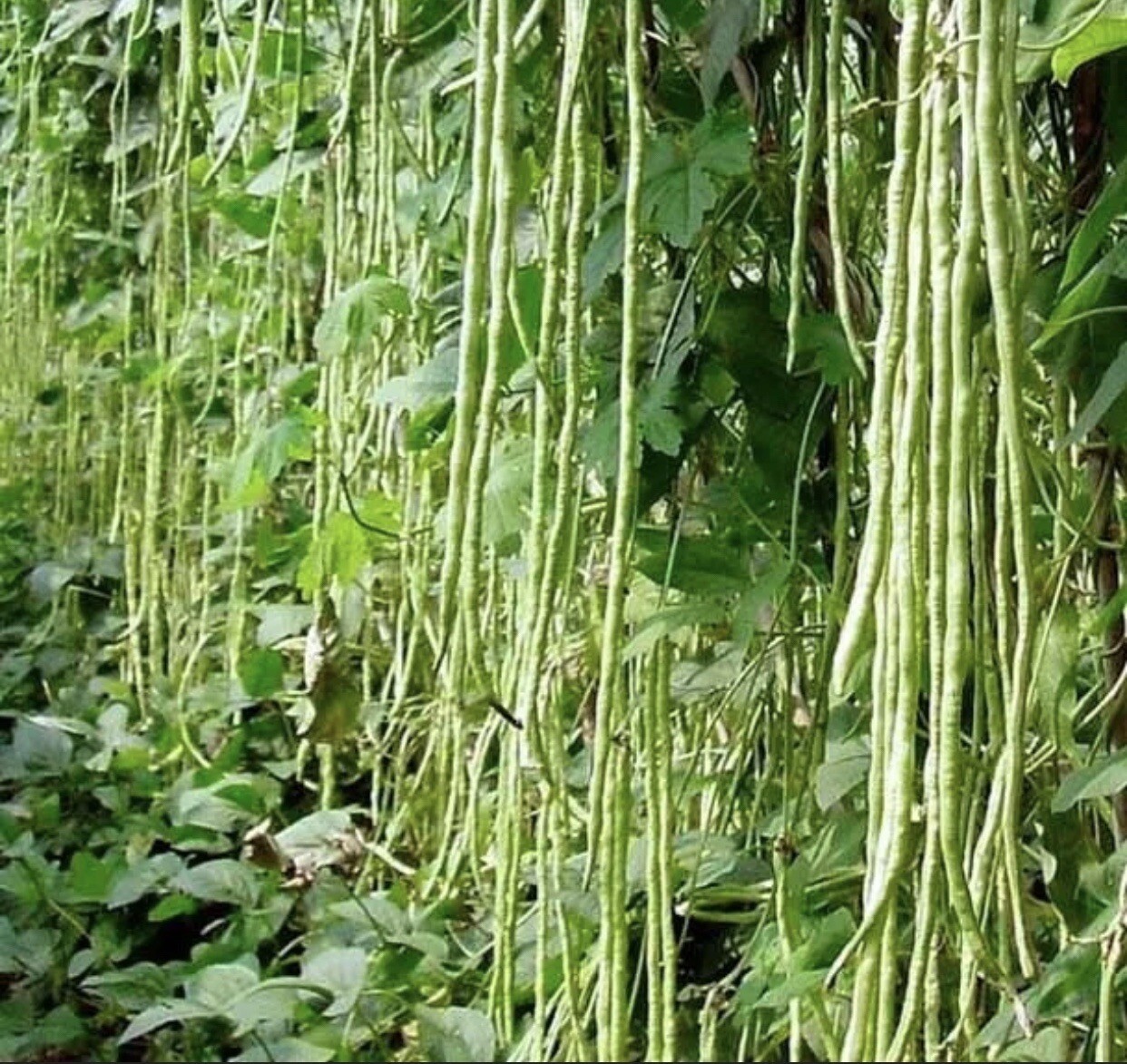 15 Packet SEEDS Bundle + 3 Packet FREE | Vegetable SEEDS for Planting
