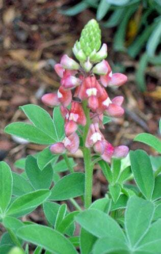 Lupinus texensis | Alamo Fire | Texas Bluebonnet ‘Texas Maroon’ | 5 Seeds