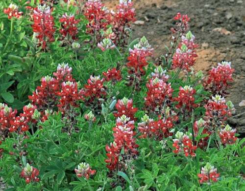 Lupinus texensis | Alamo Fire | Texas Bluebonnet ‘Texas Maroon’ | 5 Seeds