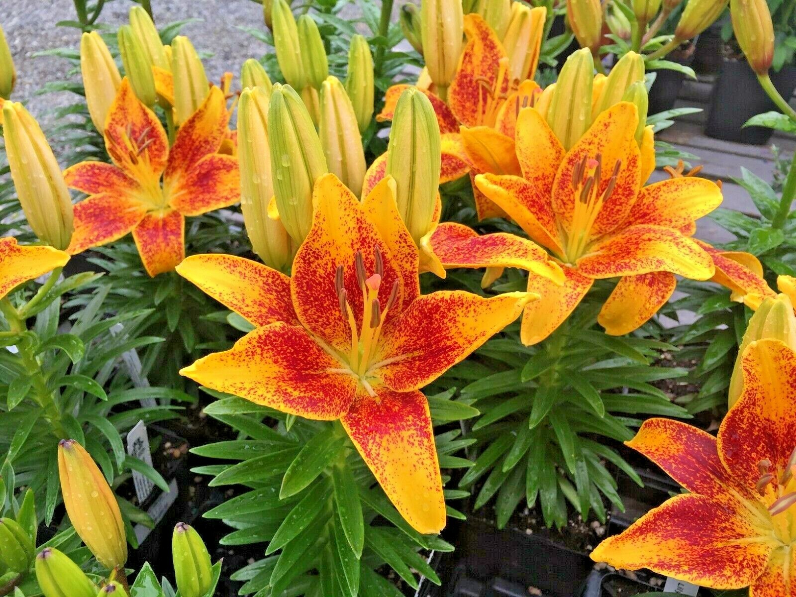 15 MATRIX ASIATIC LILY SEEDS – Lilium Matrix