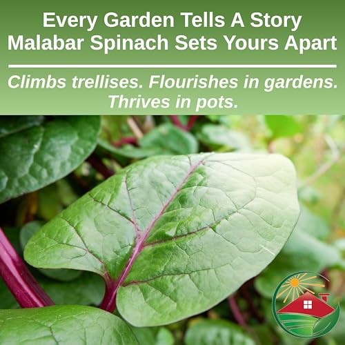 – Red Malabar Spinach Seeds for Planting, Heirloom Non-GMO Climbing Spinach,