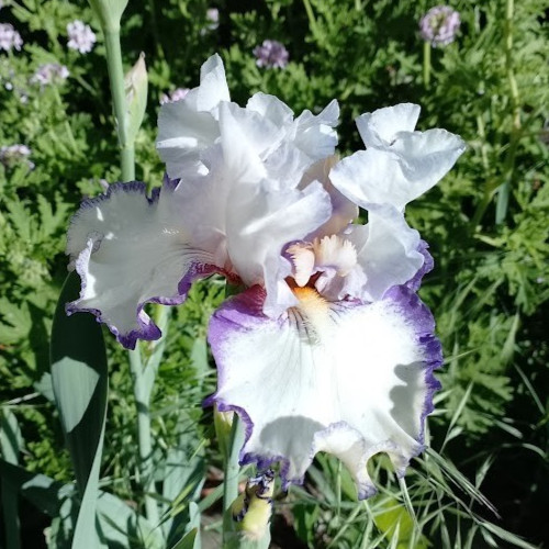 (4) TALL BEARDED IRIS RHIZOME RANDOM MIX BEAUTIFUL FLOWERS ROOT GARDEN PLANTS