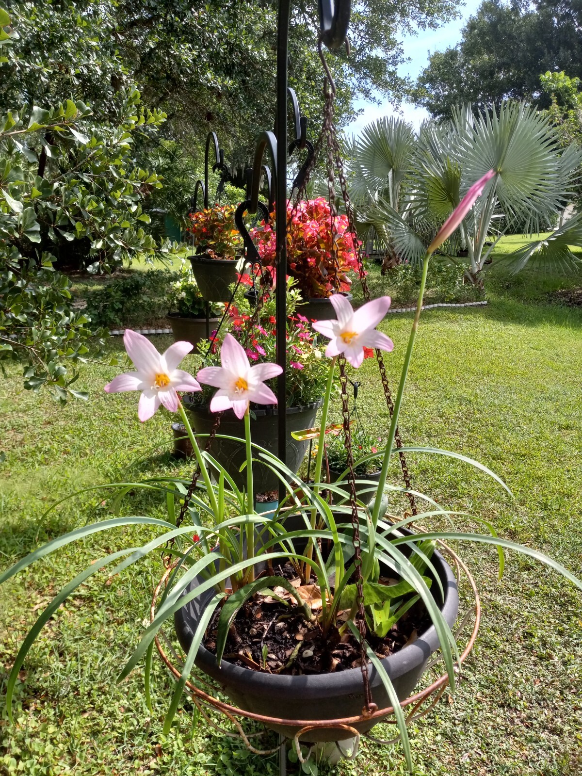 Rain Lily, Habranthus, 5 fresh bloom size bulbs, zephyranthes, free ship!!!