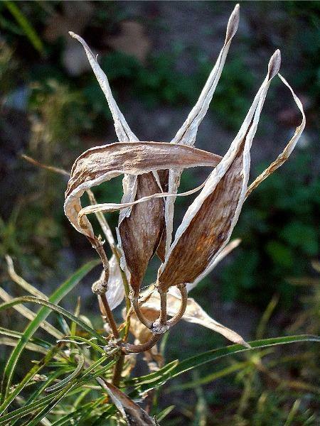 Asclepias fascicularis | Narrow-Leaf Milkweed | 25 Seeds