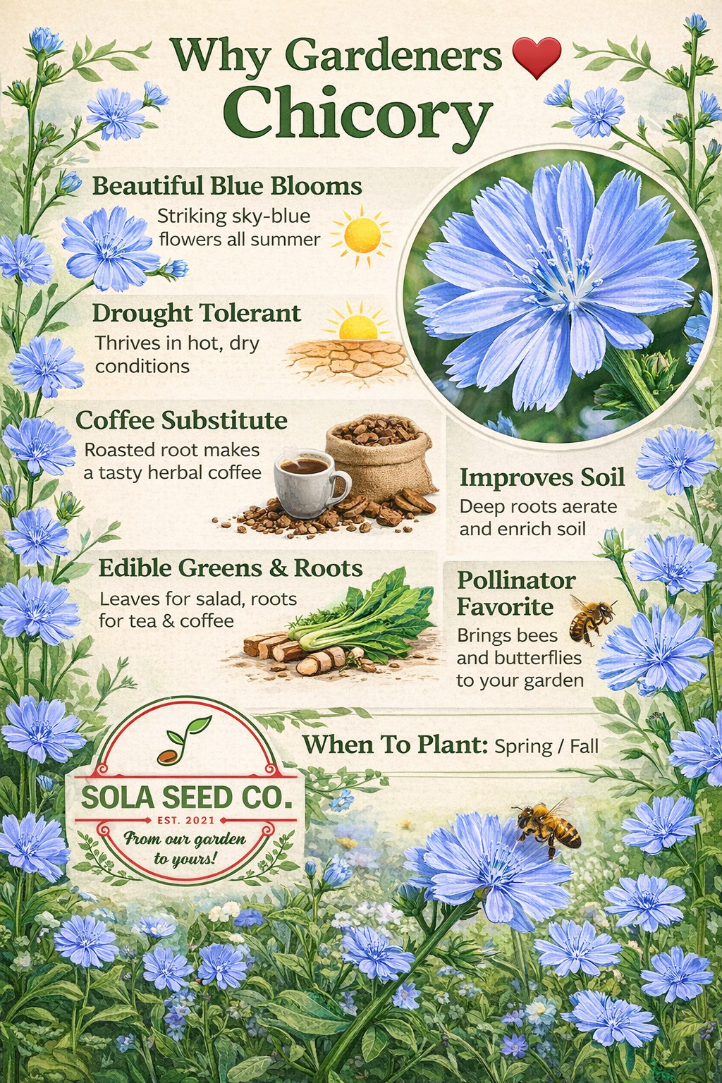 1000 Chicory Seeds, Cichorium intybus, Pollinator Friendly, Coffee Substitute