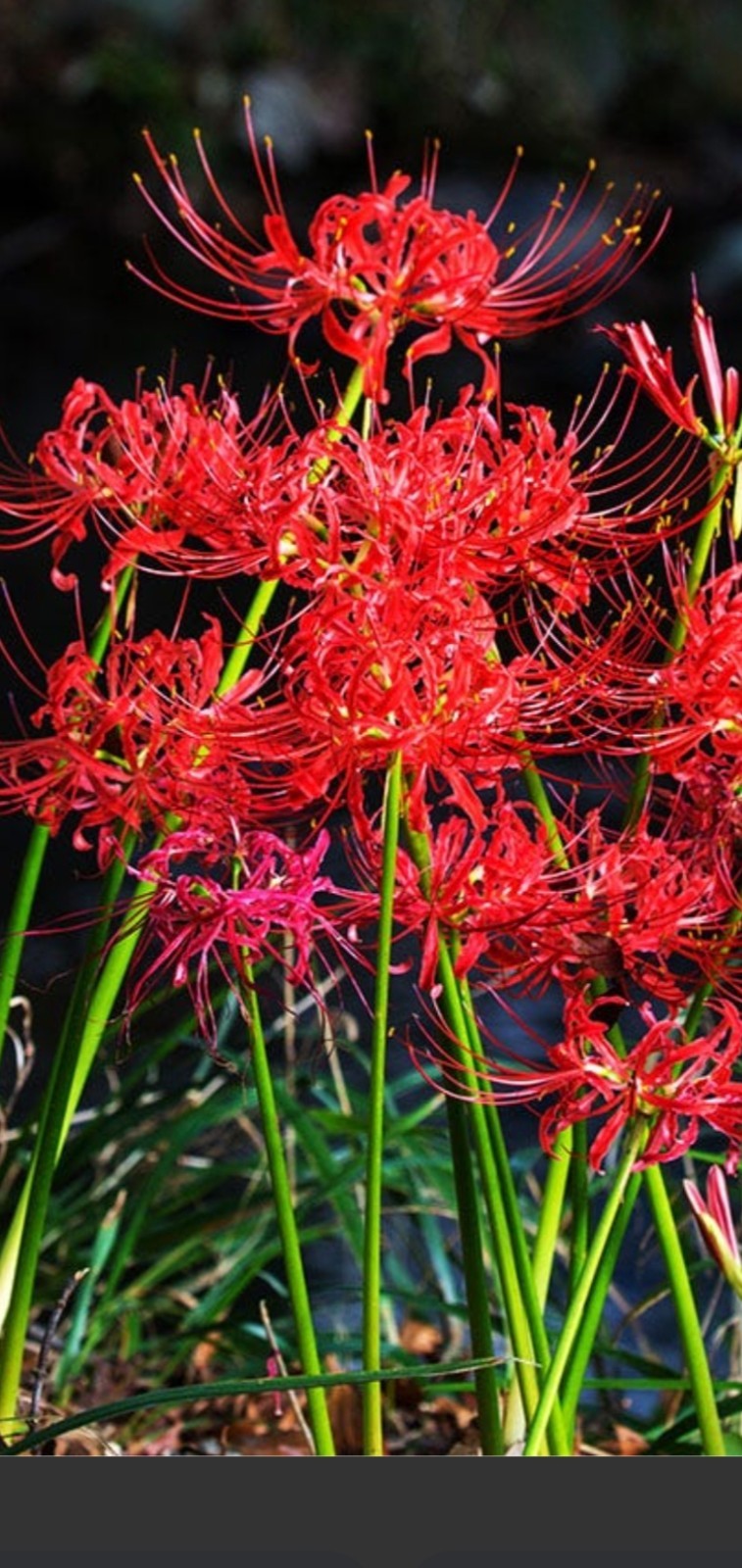 Red Spider Lily Bulbs – 60
