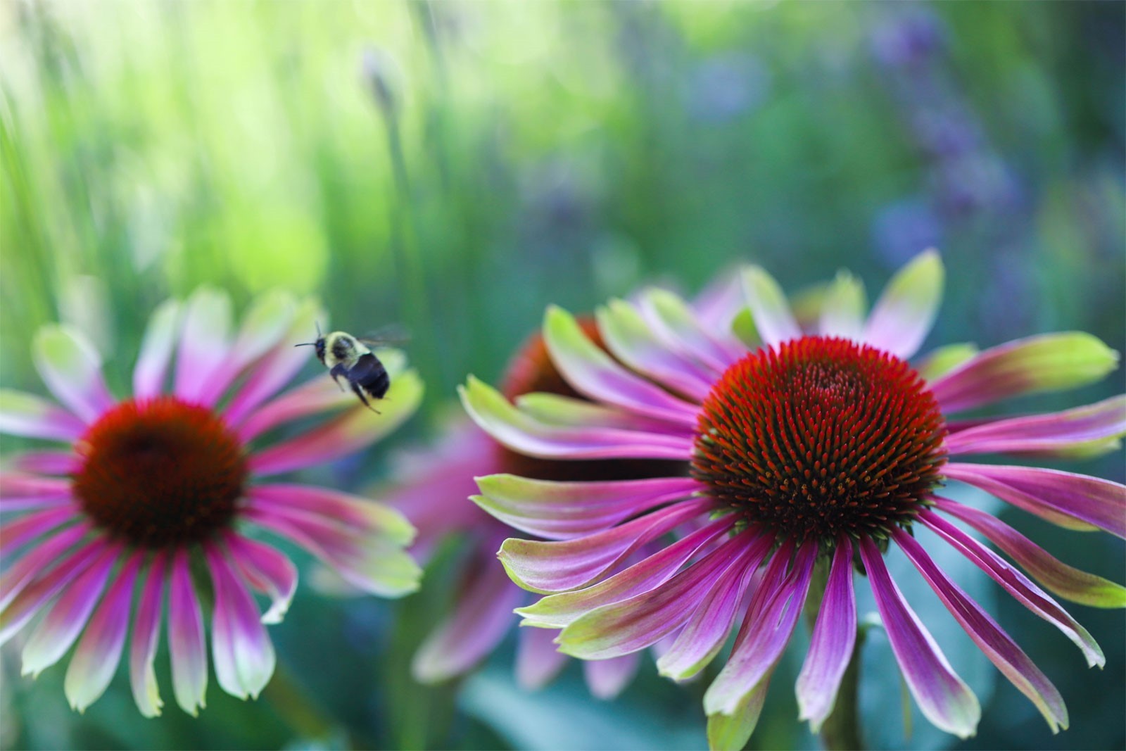 Echinacea purpurea Green Twister | 5_Seeds