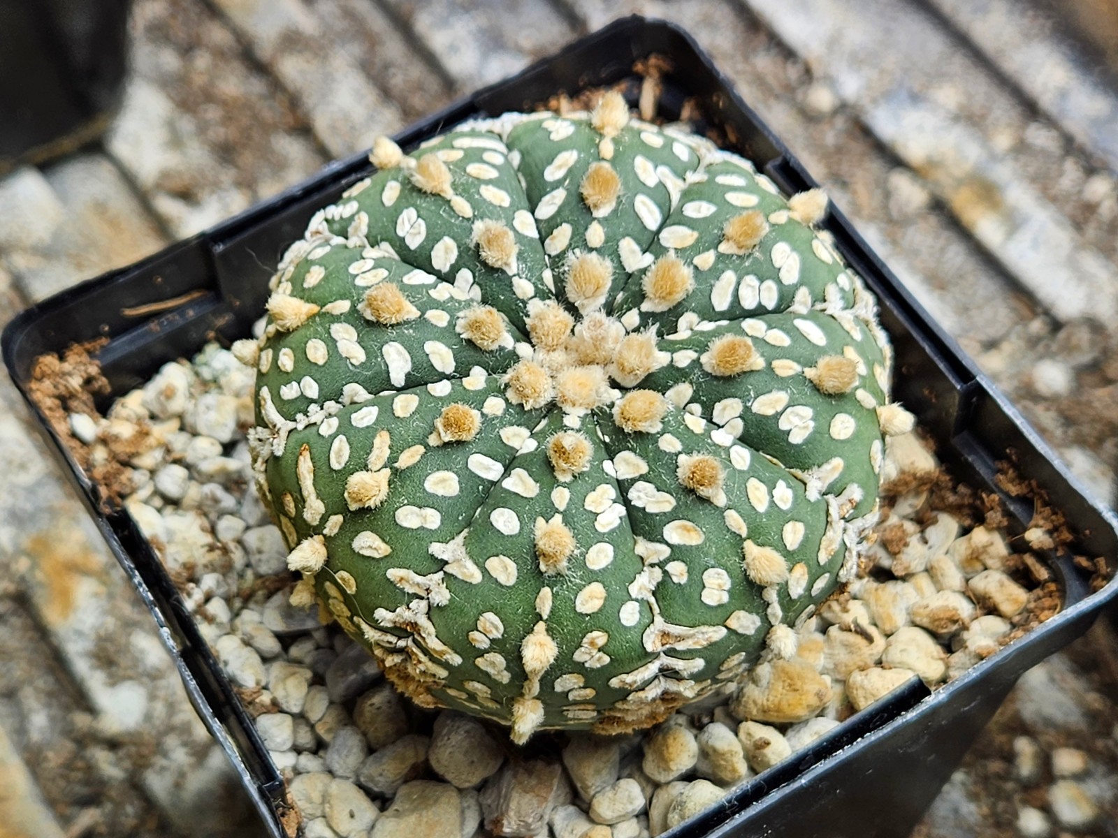 Astrophytum asterias “Mixed Cultivar” 100 Seeds