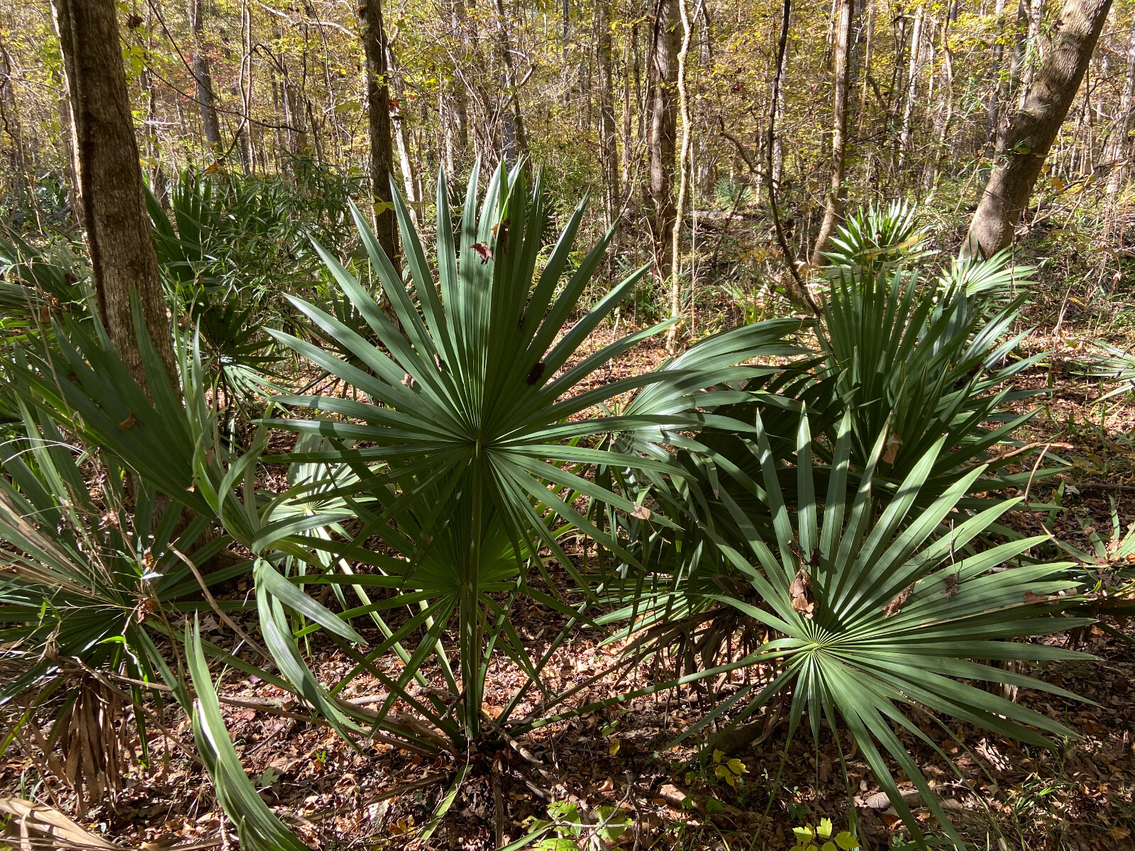 Sabal minor Seeds – Dwarf Palmetto