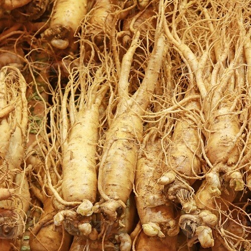 100 Fully Stratified American Panax Quinquefolius Ginseng Seeds 2025 Harvest USA
