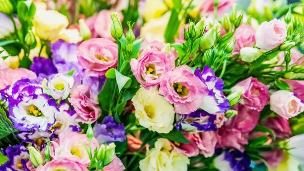 Mixed Lisianthus Seeds for Planting – 999+ Perennial Non-GMO Heirloom Seeds, …