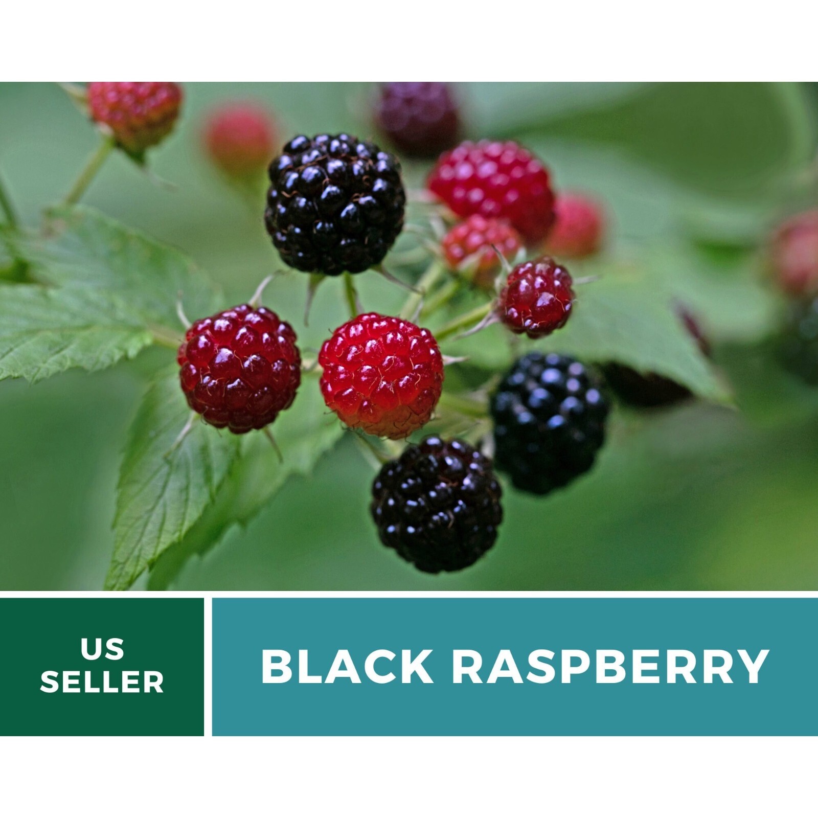 Raspberry, Black – Thimbleberry – Heirloom Seeds – Non GMO (Rubus occidentalis)