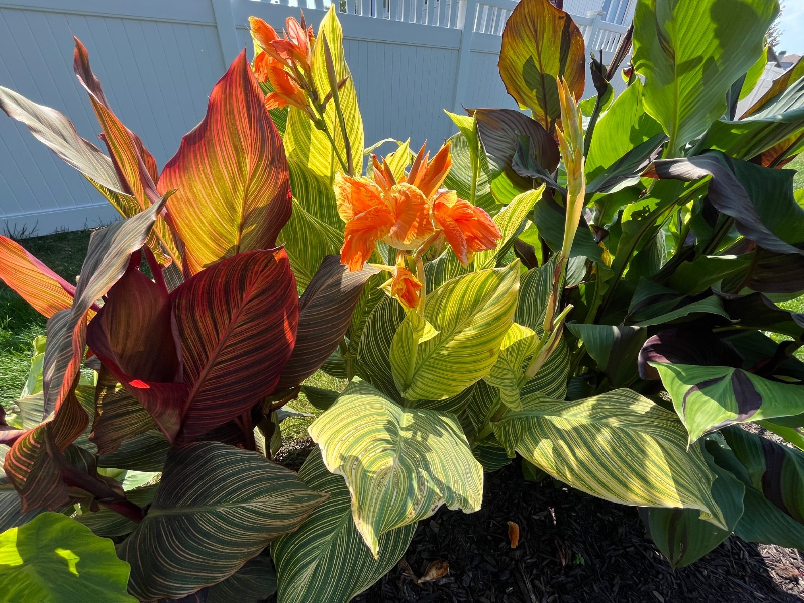 lime green and hot pink canna leaves with beutifull flowers