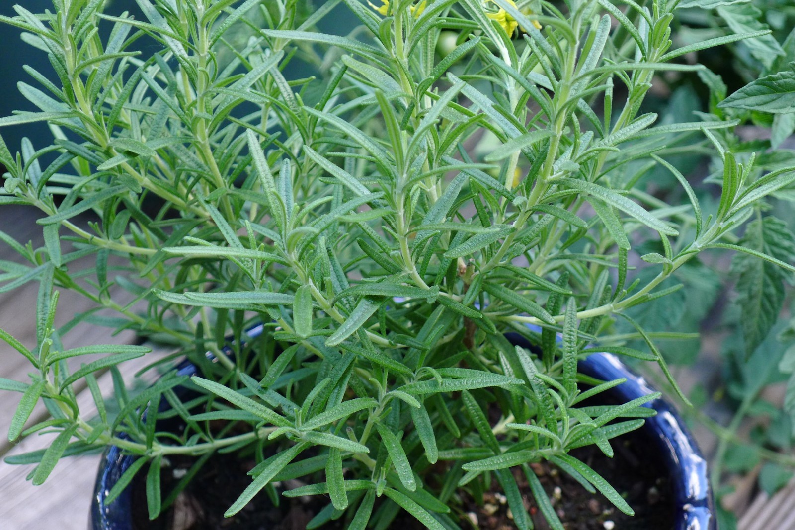 Seeds Rosemary Aromatic Herb Market or Home Gardening Potted Plant seed Non GMO